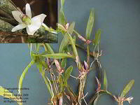 Scaphyglottis prolifera